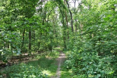 Hundeauslaufgebiet-Wannsee-Düppel-WalkYourDog-6