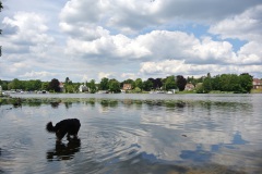 Hundeauslaufgebiet-Wannsee-Düppel-WalkYourDog-9