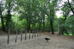 Hundefreilauf-Spandauer-Damm-WalkYourDog-2