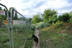 Hundeauslauf-Tegeler-Weg-WalkYourDog-2