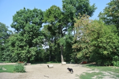 Hundepark_Hasenheide_2