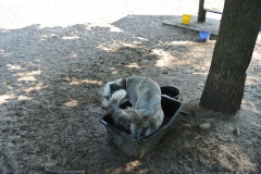 Hundepark_Hasenheide_5