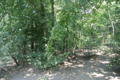 Hundepark_Hasenheide_7