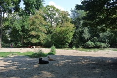 Hundepark_Hasenheide_8