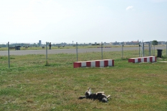 Hundeplatz_Tempelhofer-Feld-7
