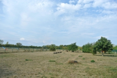 Hundeplatz_am_Tierheim_Berlin_3