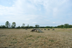 Hundeplatz_am_Tierheim_Berlin_6