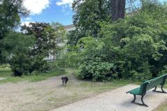 Walk-your-Dog-Hundeplatz-im-Kleistpark-2