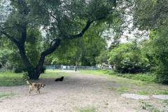 Walk-your-Dog-Hundeplatz-im-Kleistpark-9