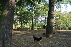 Hundeplatz_Volkspark_Friedrichshain-7