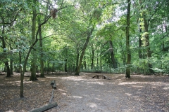 Hundeplatz_Volkspark_Jungfernheide-4