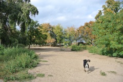 Hundeplatz-Mauerpark-1
