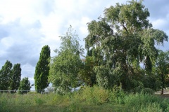 Hundeplatz-Mauerpark-2