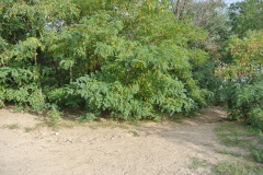 Hundeplatz-Mauerpark-7
