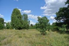 Hundewiese-an-der-Forsthausallee-2