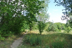 Hundewiese-an-der-Forsthausallee-4