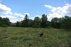 Hundewiese-an-der-Forsthausallee-8