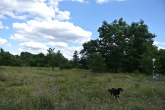 Hundewiese-an-der-Forsthausallee-9