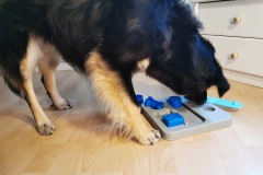 Intelligenzspielzeug-WalkYourDog-6