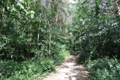 Königsheide-WalkYourDog-1