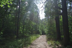 Königsheide-WalkYourDog-2
