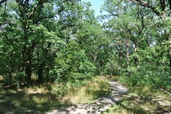 Königsheide-WalkYourDog-5
