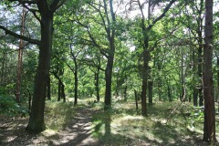Königsheide-WalkYourDog-6