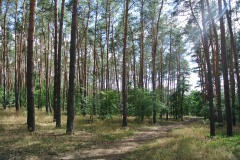 Königsheide-WalkYourDog-7