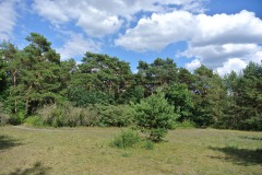 Königsheide-WalkYourDog-9