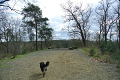 Koepenicker-Forst-03