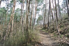Koepenicker-Forst-05