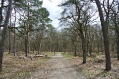 Koepenicker-Forst-06