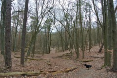 Koepenicker-Forst-11