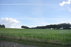 Luebarser-Felder-WalkYourDog-3