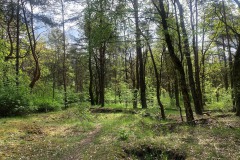 Mittelheide-WalkYourDog10