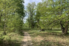 Mittelheide-WalkYourDog2