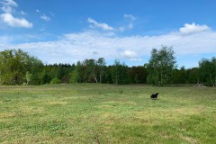 Mittelheide-WalkYourDog3