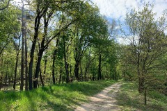 Mittelheide-WalkYourDog5