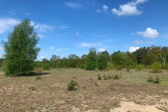 Mittelheide-WalkYourDog7