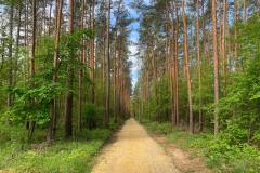 Mittelheide-WalkYourDog9