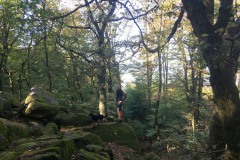 1_Scharbach_Odenwald_Walkyourdog2