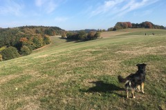 1_Scharbach_Odenwald_Walkyourdog6