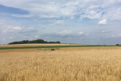 1_Scharbach_Odenwald_Walkyourdog8