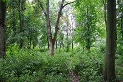 Park-am-Schaefersee-WalkYourDog-6