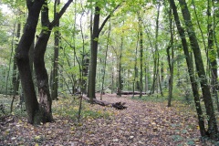 Plänterwald-WalkYourDog-2