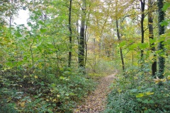 Plänterwald-WalkYourDog-3