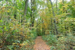 Plänterwald-WalkYourDog-6
