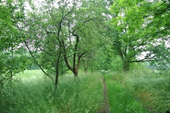 Rieselfelder-Karolinenhoehe-WalkYourDog-10