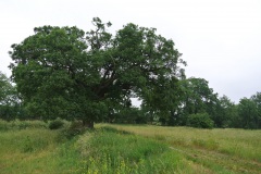 Rieselfelder-Karolinenhoehe-WalkYourDog-5