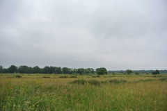 Rieselfelder-Karolinenhoehe-WalkYourDog-9